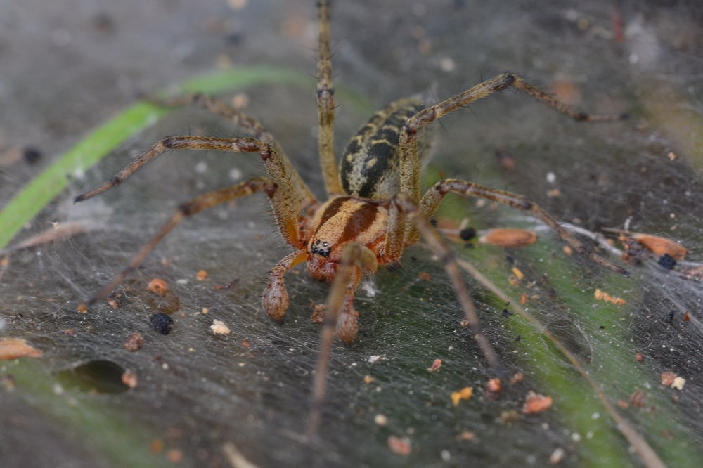 Réf. 197331 — ARACHNIDA > Araneae > Agelenidae > Agelena labyrinthica